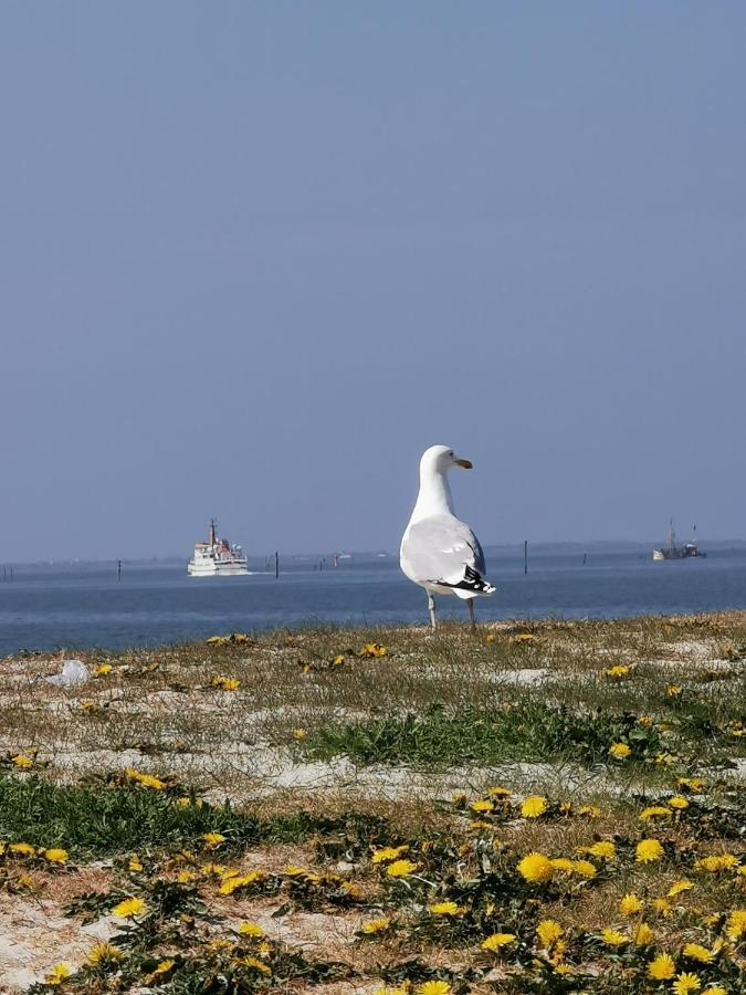 Kleinaberfein An Der Nordseekueste Schweindorf Eksteriør bilde